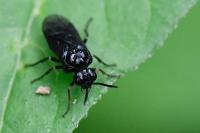 Rhadinoceraea micans