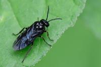 Rhadinoceraea micans
