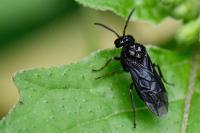 Rhadinoceraea micans