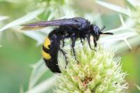 Scolia hirta