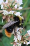 Bombus lapidarius