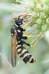 Polistes dominula