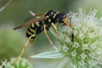 Polistes dominula