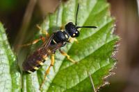 Cerceris ruficornis