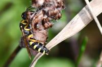 Cerceris ruficornis