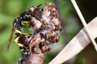 Cerceris ruficornis