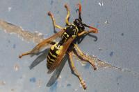 Polistes dominula