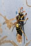 Polistes dominula