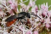 Sphecodes albilabris