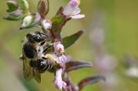 Melitta tricincta