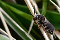 Epeolus cruciger