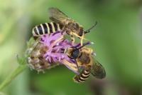 Halictus scabiosae