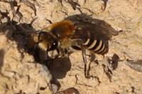 Colletes hederae