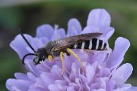 Halictus scabiosae