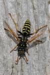 Polistes dominula