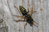 Polistes dominula