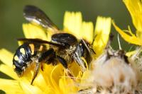 Anthidium septemspinosum