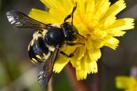 Anthidium septemspinosum