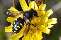 Anthidium septemspinosum