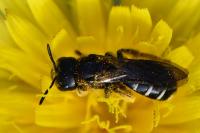 Halictus maculatus