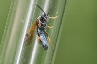 Arge ustulata