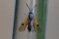Arge ustulata