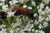 Arge ustulata