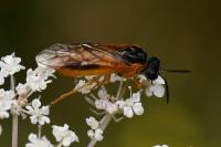 Selandria serva