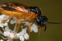 Selandria serva