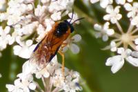 Selandria serva