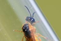 Selandria serva