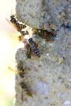 Polistes dominula