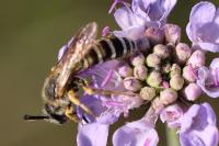 Halictus scabiosae