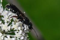 Tiphia femorata