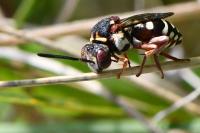 Epeolus cruciger