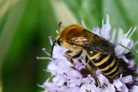 Colletes hederae