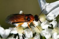 Athalia rosae
