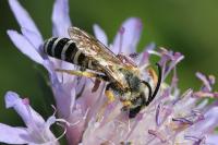Halictus scabiosae