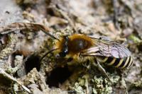 Colletes hederae
