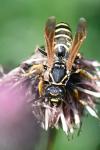 Polistes nimpha