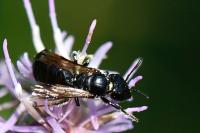Ceratina cucurbitina