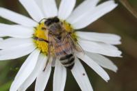 Apis mellifera