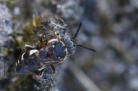 Epeolus variegatus