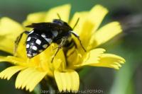 Epeolus fallax