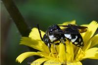Epeolus fallax