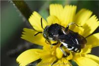 Epeolus fallax