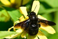 Xylocopa violacea