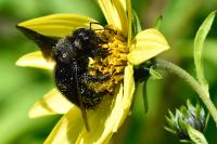 Xylocopa violacea