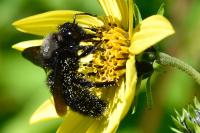 Xylocopa violacea