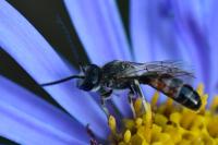 Lasioglossum calceatum